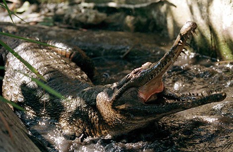 Ít nhất 56 người chết vì bia có độc mật cá sấu - 1