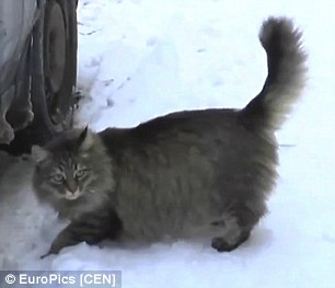 Chú mèo cứu sống em bé bị bỏ rơi trong giá lạnh - 3