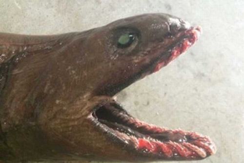 Kinh hoàng quái vật biển với hơn 300 chiếc răng nhọn - 1